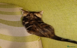 Mixed Breed cats for sale: Calico Mum, Tabby Dad kittens for sale - Image 20