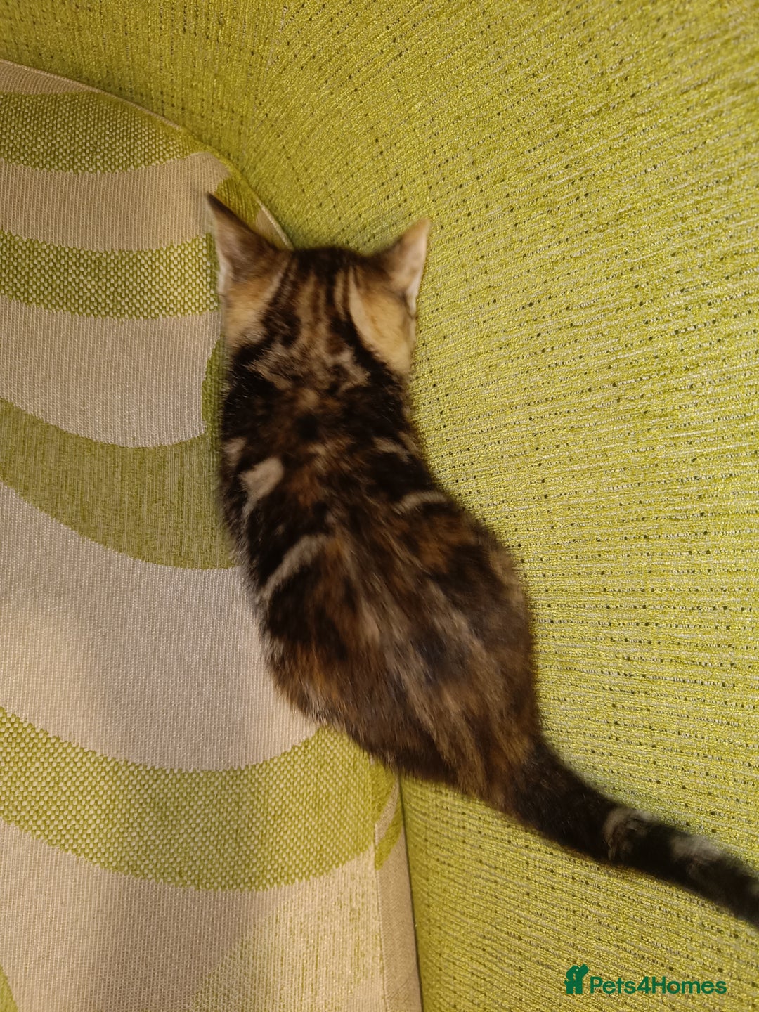 Mixed Breed cats for sale: Calico Mum, Tabby Dad kittens for sale - Image 20