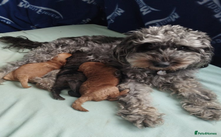 Mixed Breed dogs - Advert 1