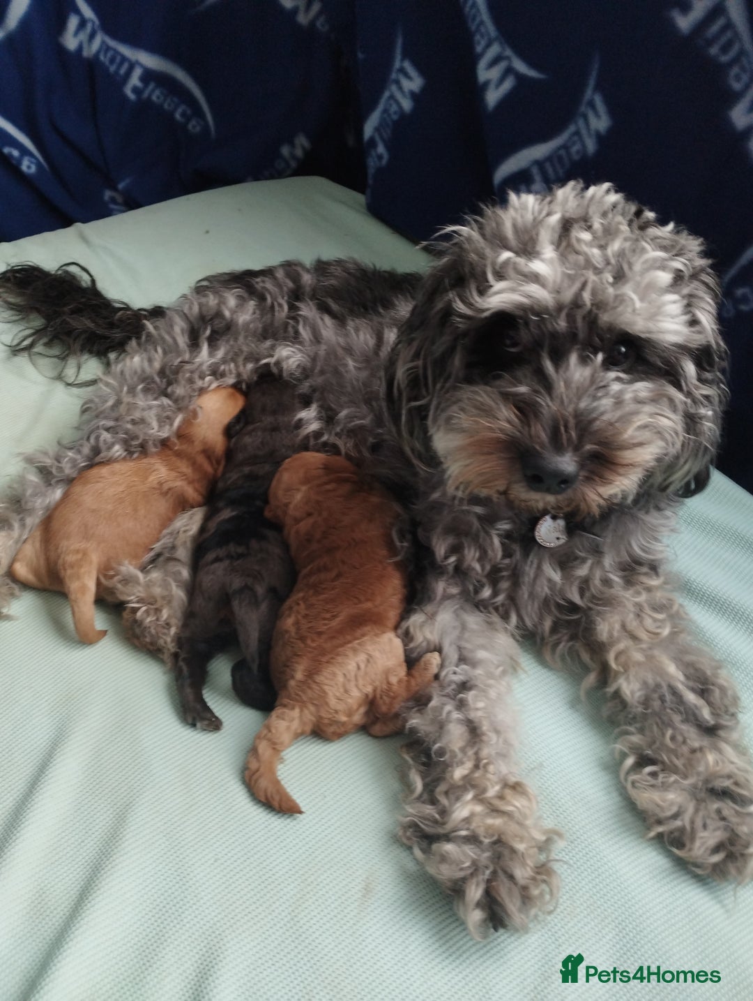 Brown merle Cockapoo Puppies for sale Pets4Homes