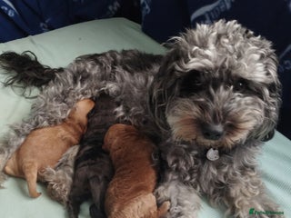 Mixed Breed dogs - Advert 4