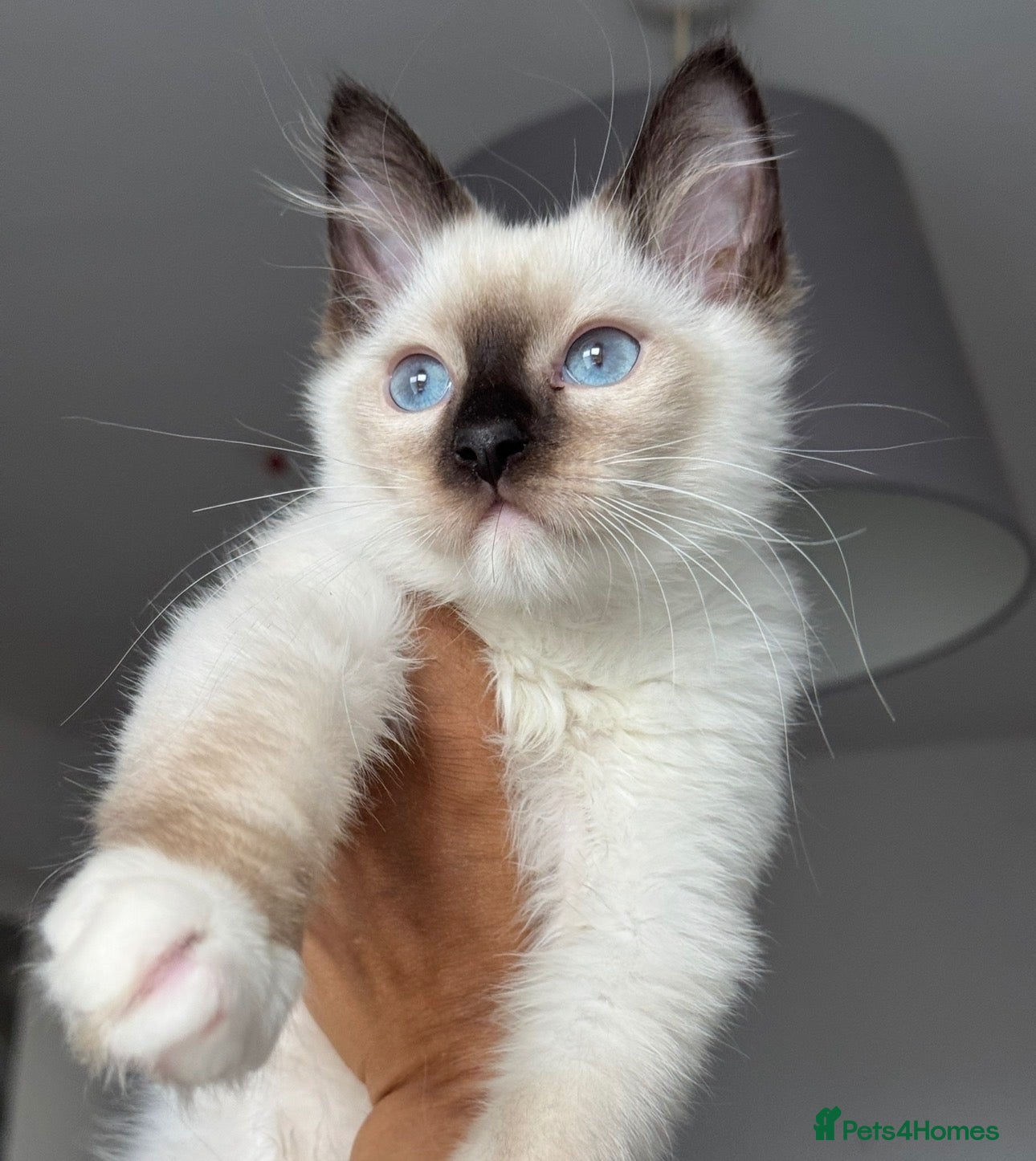 Ragdoll cats Seal chocolate Lilac Ragdoll kittens - Advert 2