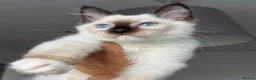 Ragdoll cats for sale: Registered Ragdoll kittens & RETIRED QUEENS - Advert 5
