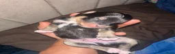 Pomsky dogs for sale: Beautiful Pomsky Puppies–Fluff & Frost pomskies 🐶 - Advert 20