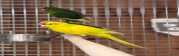 Parakeets birds for sale: Kakarikis - Advert 7