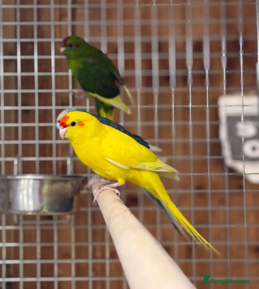 Parakeets birds for sale: Kakarikis - Advert 7
