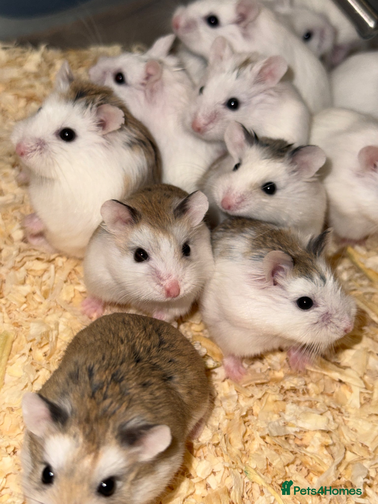 Hamster rodents for sale: Baby Roborovski Hamsters for Sale in St. Neots - Advert 2