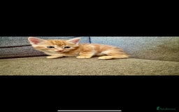 British Shorthair cats for sale: 7 Gorgeous ginger BSHxASH kittens to be rehomed - Image 4