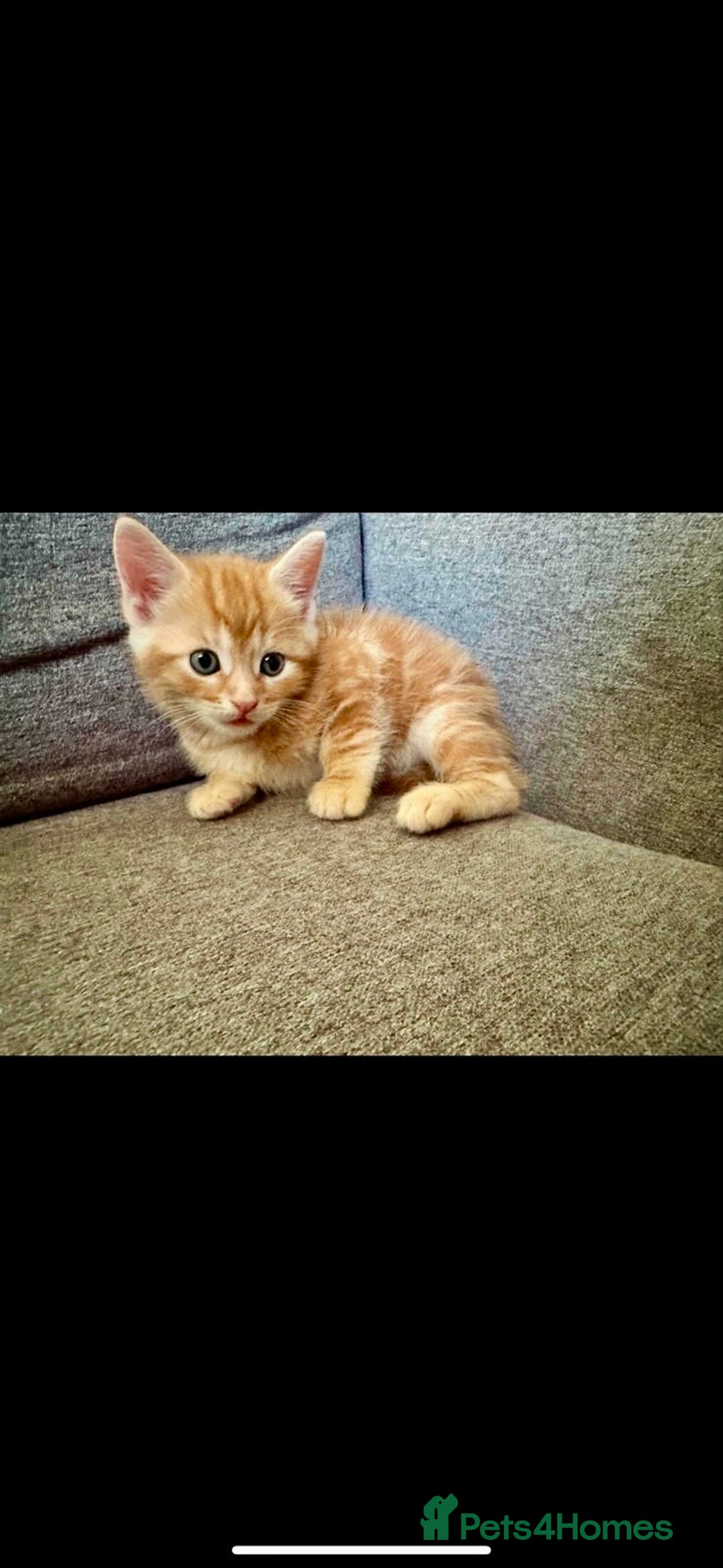 British Shorthair cats for sale: 7 Gorgeous ginger BSHxASH kittens to be rehomed - Image 4