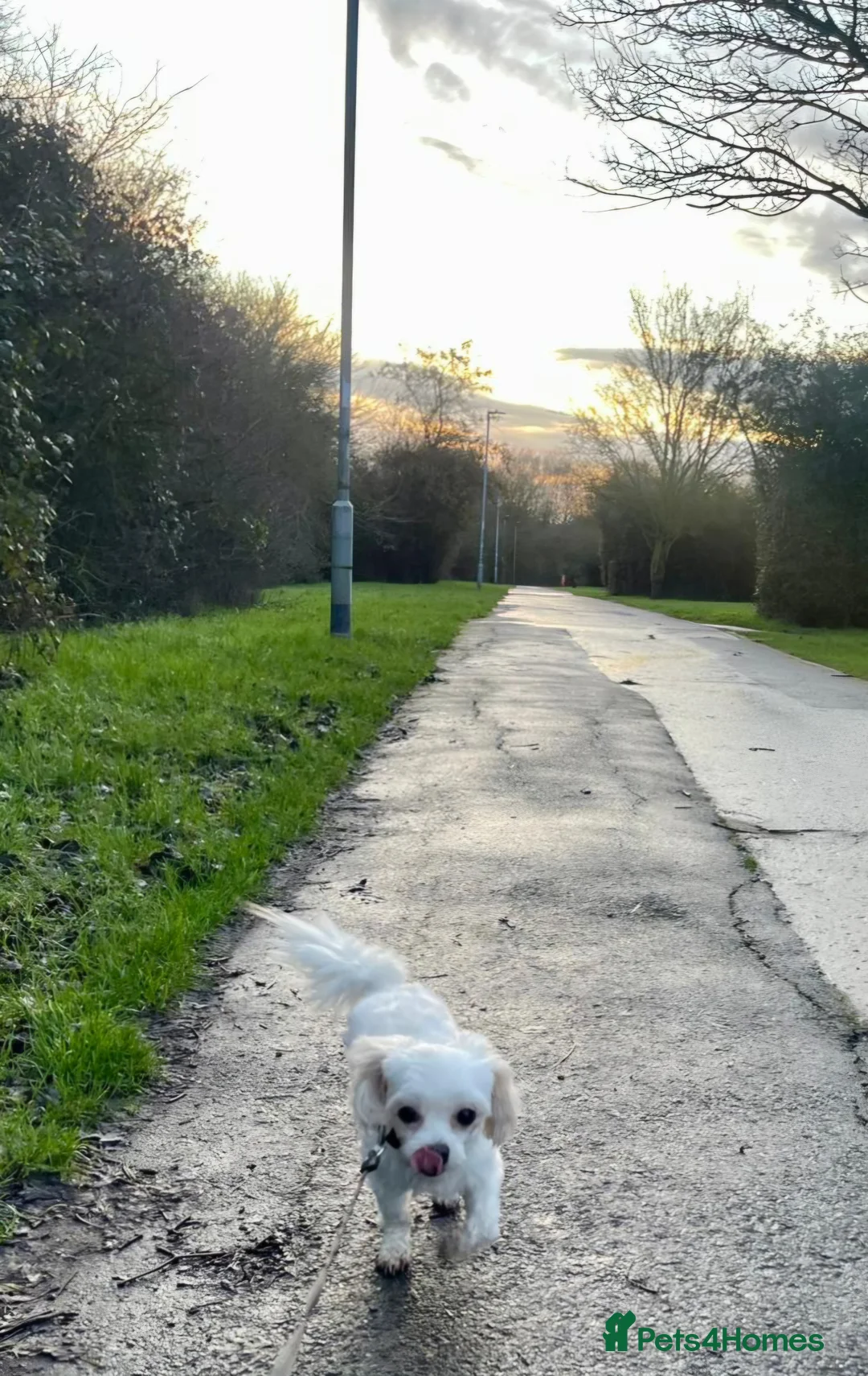 Maltese dogs for sale: Adorable 3.5 years old girl  - Advert 4