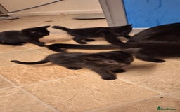 Mixed Breed cats for sale: 🐾 5 Gorgeous Kittens Ready for New Homes 🐾 - Image 10