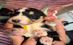 Bernedoodle dogs for sale: Tri Bernedoodle boys and girls  - Advert 5