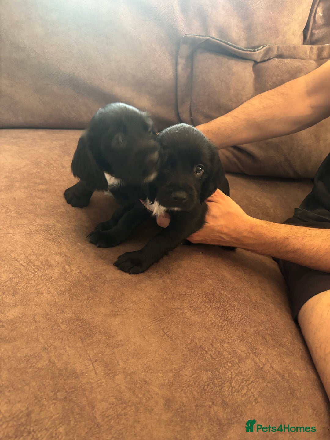 Sprocker dogs for sale: Sprocker Spaniels  - Image 7