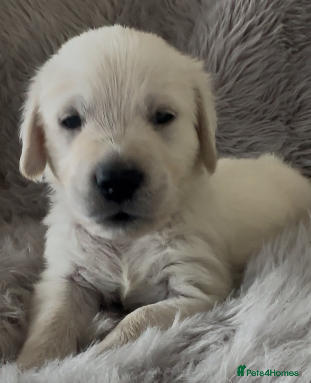 Golden Retriever dogs for sale: KC REGISTERED GOLDEN RETRIEVER PUPS - Image 25
