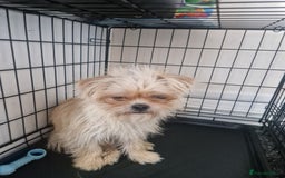Mixed Breed dogs for sale: Beautiful boys  - Image 7