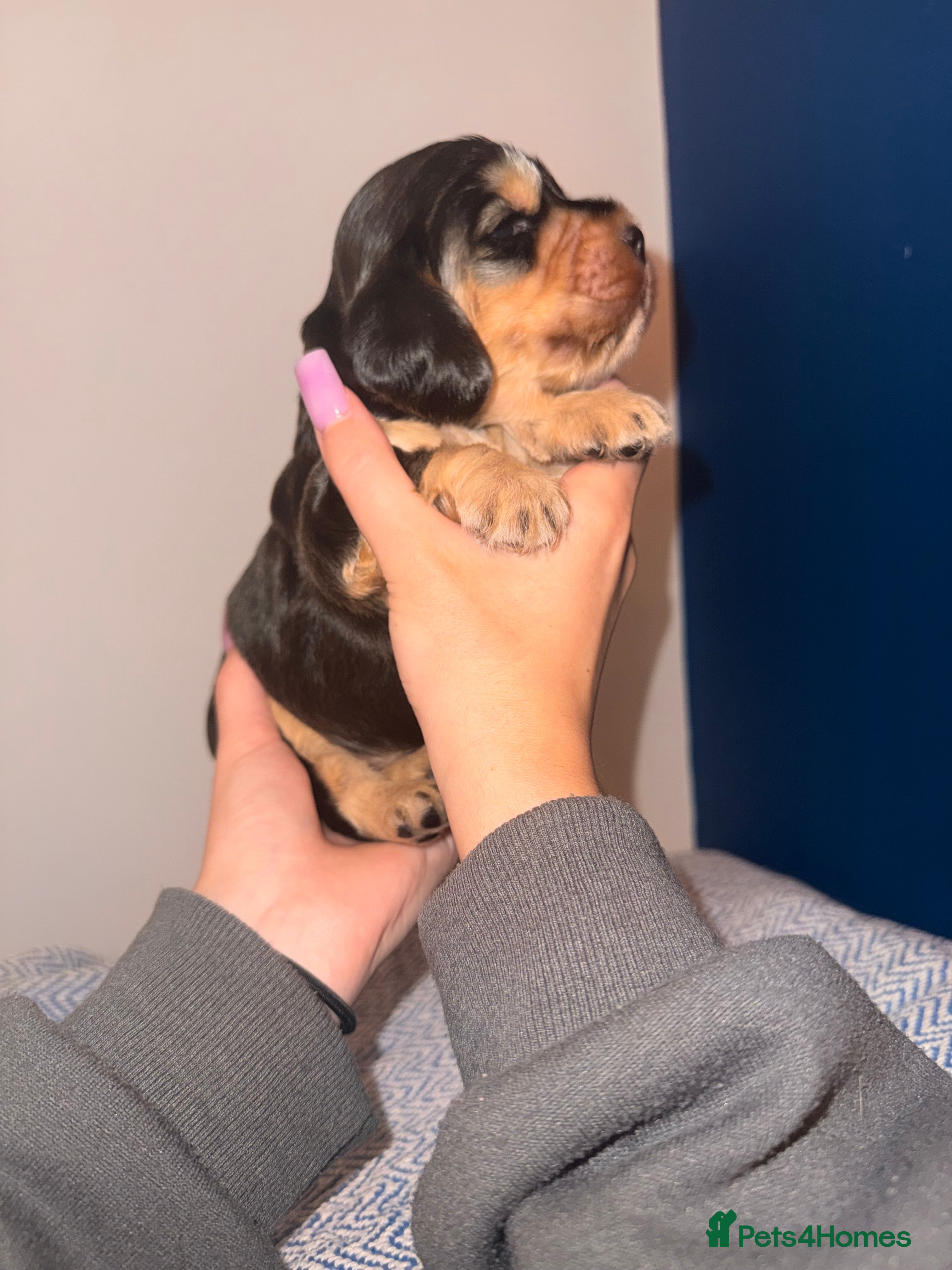 Cocker Spaniel dogs Outstanding KC registered Cocker Spaniel Puppies  - Advert 2