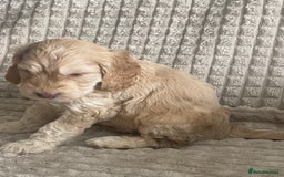Cockapoo dogs for sale: Beautiful cockapoo puppies - Image 30