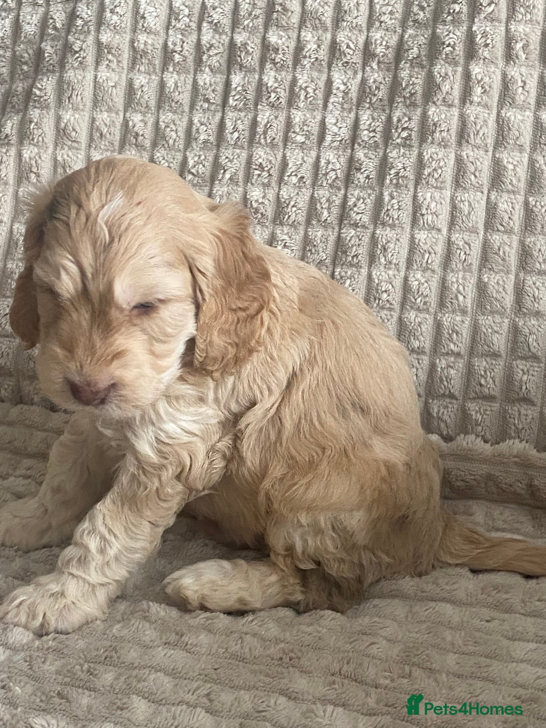 Cockapoo dogs for sale: Beautiful cockapoo puppies - Image 30