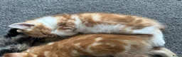 Mixed Breed cats for sale: 1 boy and 2 girl kittens for sale  in Farnborough - Advert 18