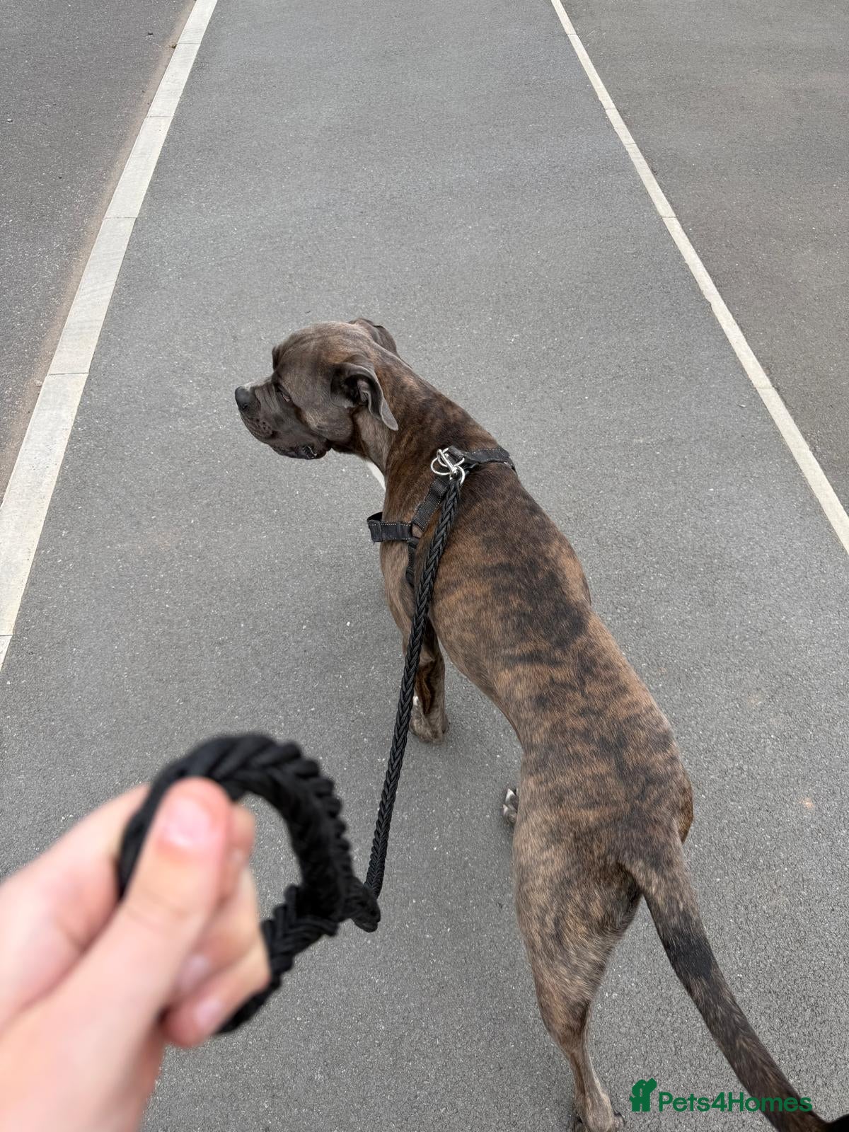 Cane Corso dogs 11 month old cane corso - Advert 1
