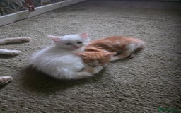 Maine Coon cats for sale: Polydactyl mainecoon/ragdoll 1 male left  - Image 10