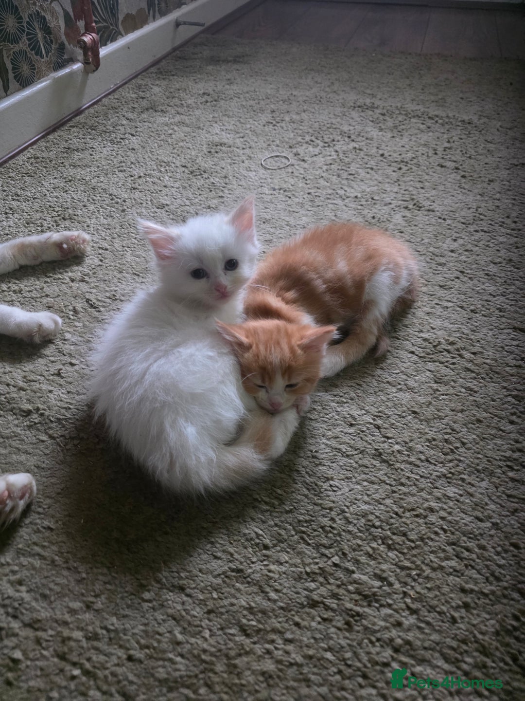 Maine Coon cats for sale: Polydactyl mainecoon/ragdoll 1 male left  - Image 10