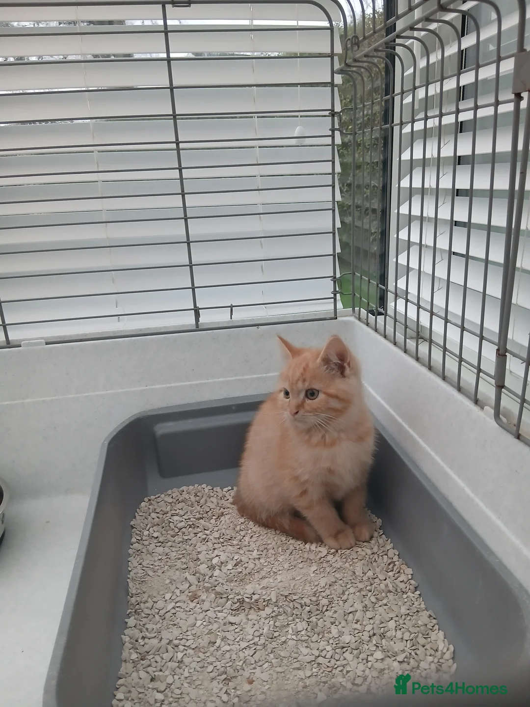 British Longhair cats for sale: British short-hair xxx - Advert 6