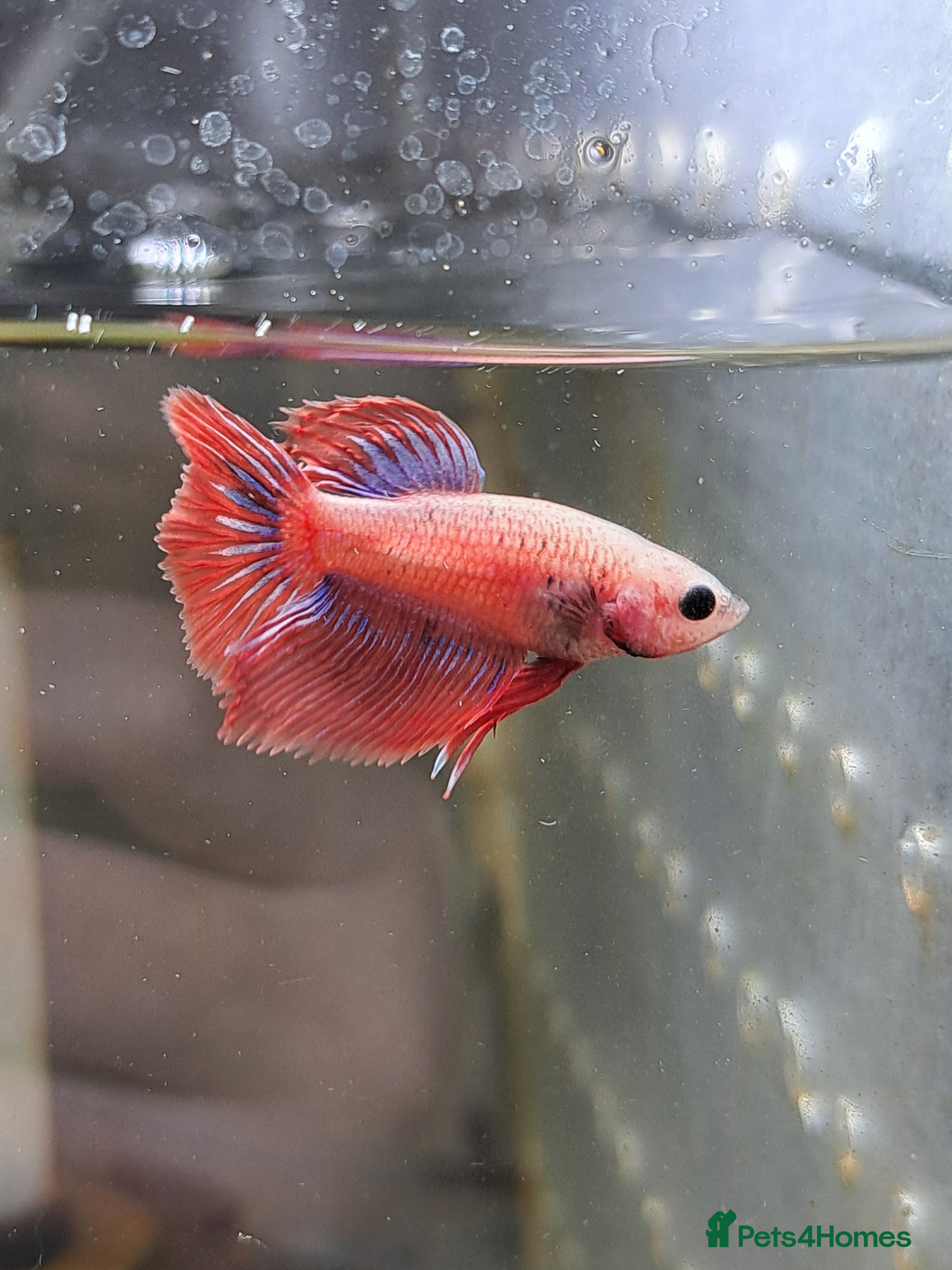 Bettas fish Male and female bettas for sale - Advert 3