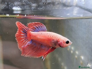 Bettas fish Male and female bettas for sale - Advert 3