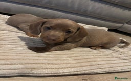 Miniature Dachshund dogs for sale: Long Haired Boy and 2 Short Haired Girls Available - Image 3