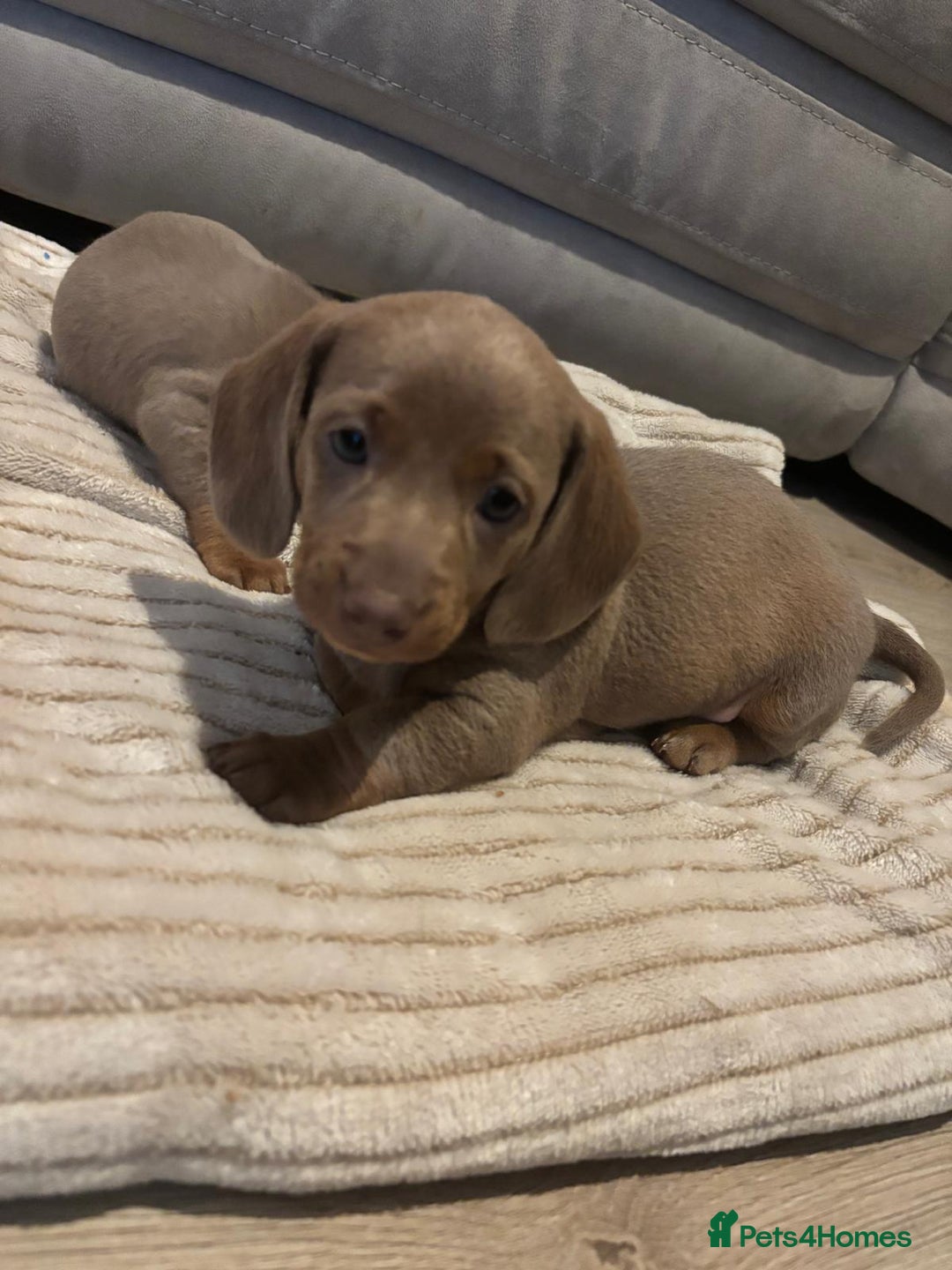 Miniature Dachshund dogs for sale: Long Haired Boy and 2 Short Haired Girls Available - Image 3