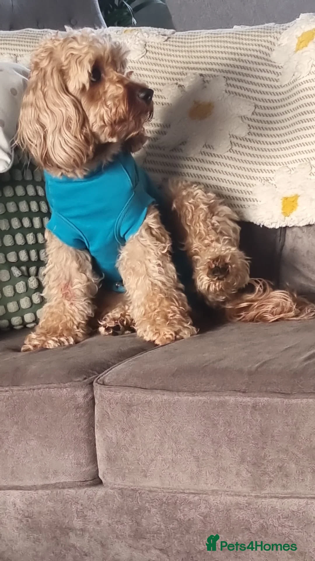 Cavapoo dogs for sale: Monty the Cavapoo  - Advert 2