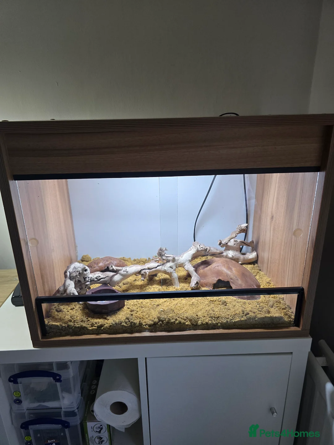 Mixed Breed reptiles for sale: Female Leopard gecko  - Advert 5