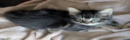 Mixed Breed cats for sale: Gorgeous fluffy tabby kittens! - Advert 9
