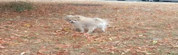 Pomeranian dogs for sale: Beautiful pomeranian puppies - Advert 3