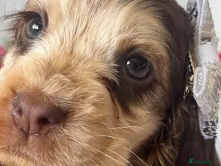 Cocker Spaniel dogs Show cocker spaniel puppies - Advert 13