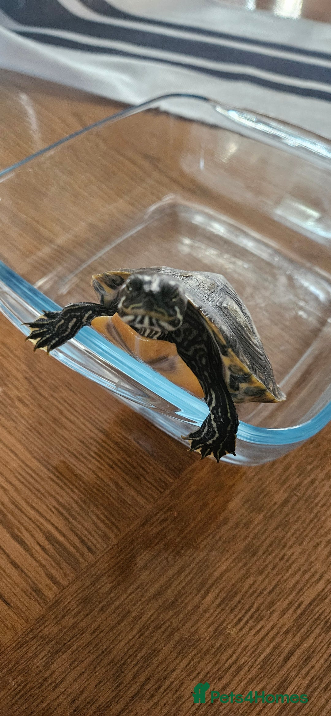 Turtle reptiles for sale: River cooter turtle - Image 1