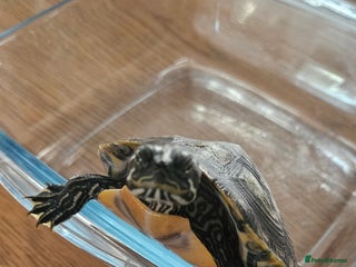 Turtle reptiles - Advert 4