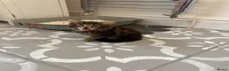 Ragdoll cats for sale: Ragdoll Siamese cross kittens in Birkenhead - Advert 23