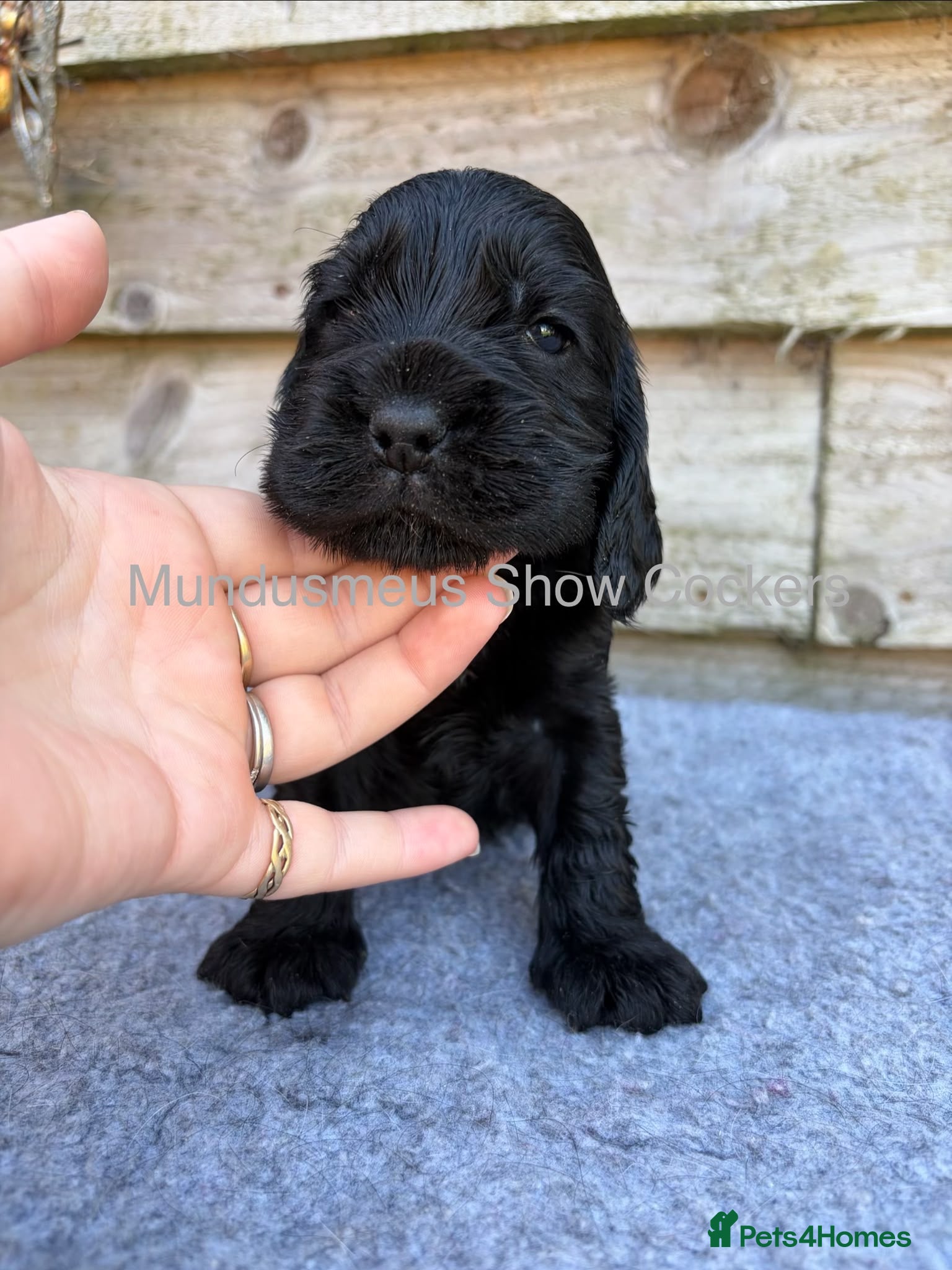 Cocker Spaniel dogs for sale: show quality gold boy and black boy - Advert 8