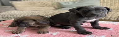Cane Corso 7
