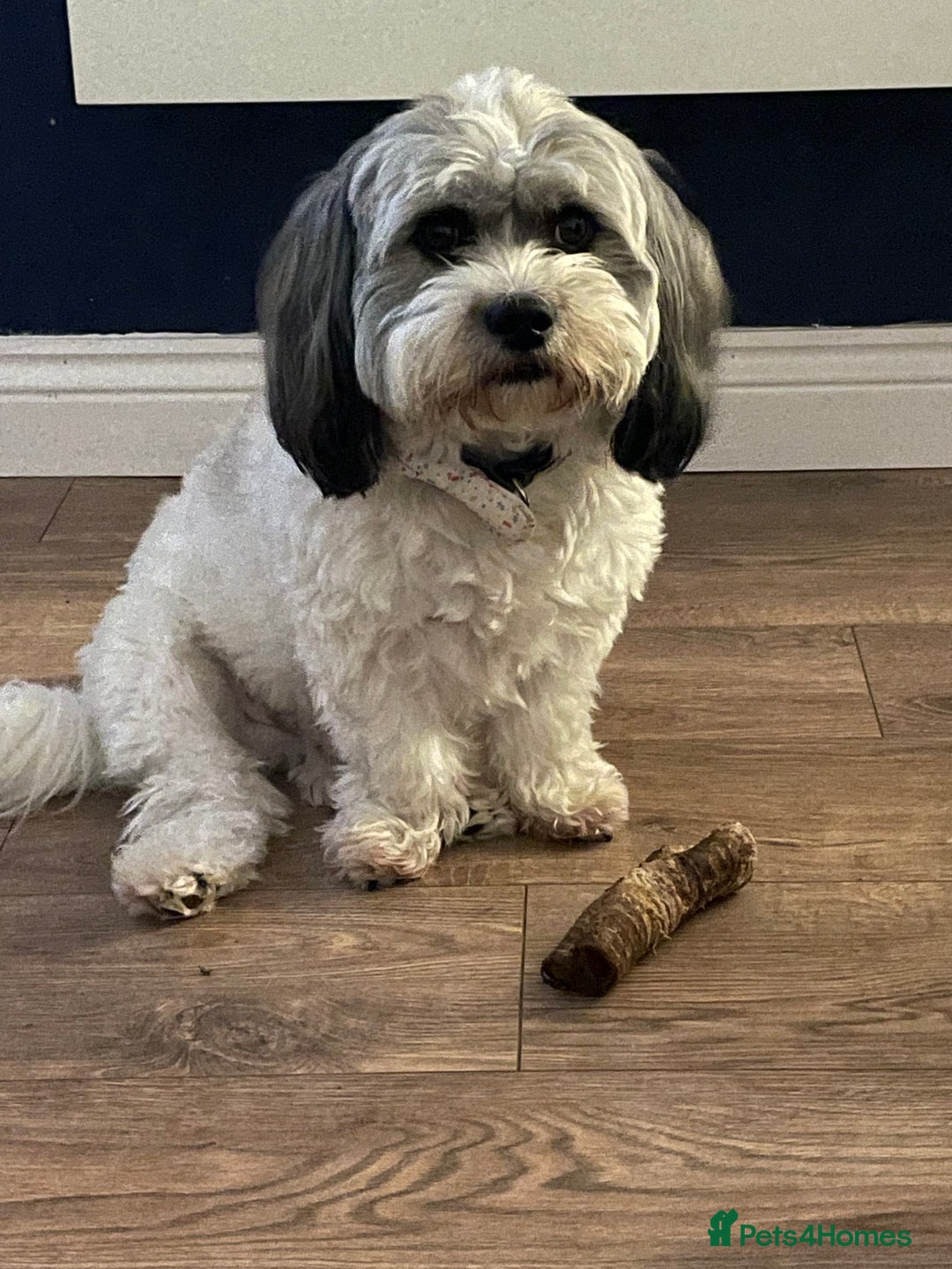 Lhasa Apso dogs for stud: Stud wanted to breed  - Advert 3