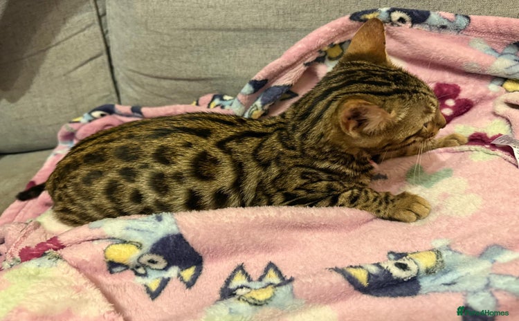 Bengal cats - Advert 11