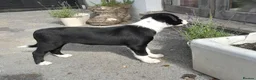 Border Collie dogs for sale: Border collie pups - Advert 3