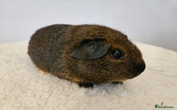 Guinea Pig rodents for sale: Solo baby boys under 8 weeks to bond with lone boy in Faringdon - Image 8