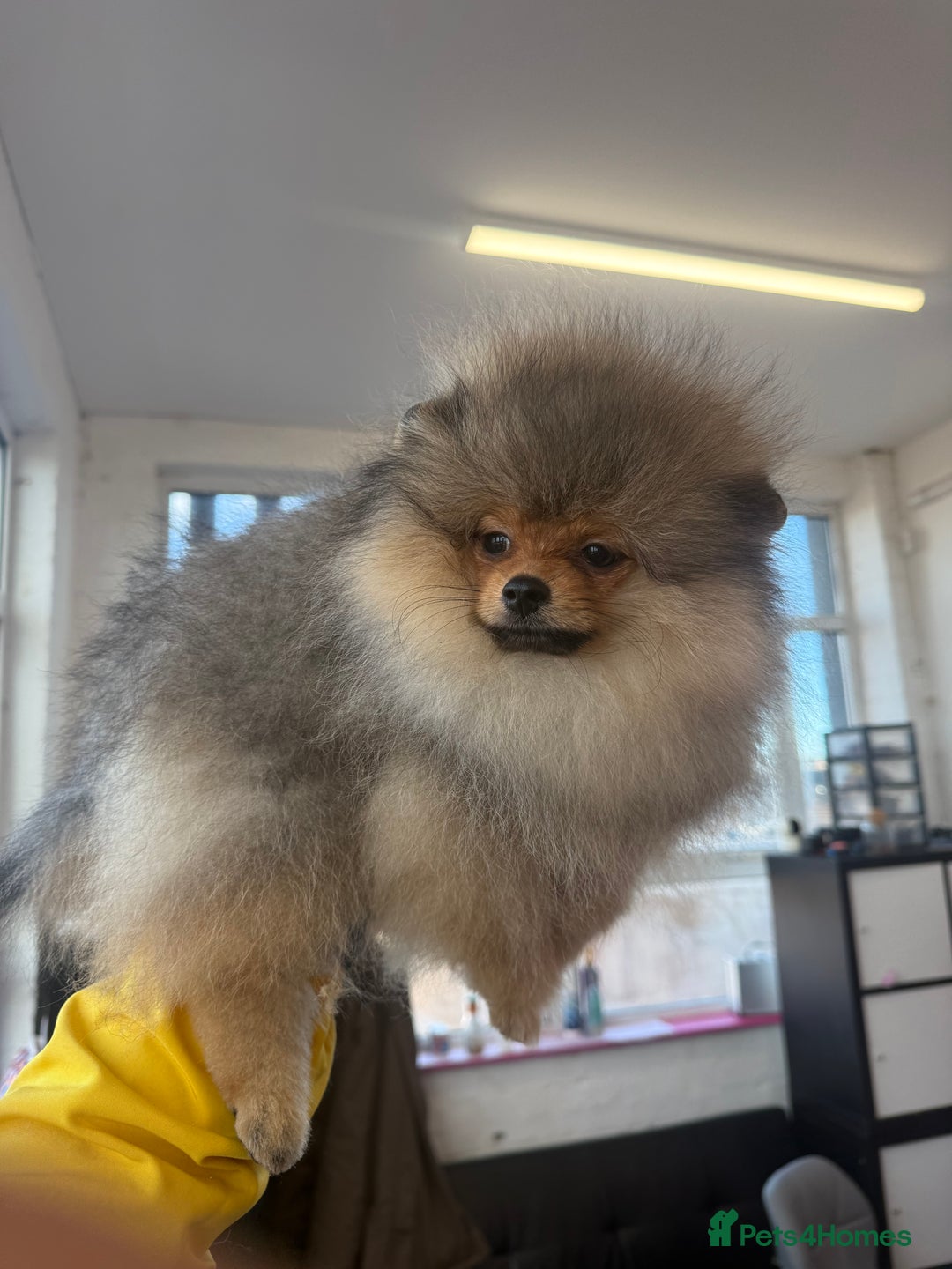 Pomeranian dogs for sale: orange Pomeranian puppy - Advert 4