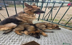 German Shepherd dogs for sale: Ready to leave  german shepherd puppy  - Image 1