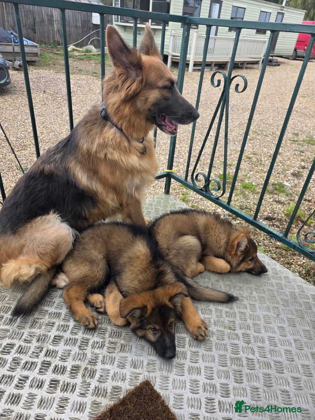 German Shepherd dogs for sale: Ready to leave  german shepherd puppy  - Image 1