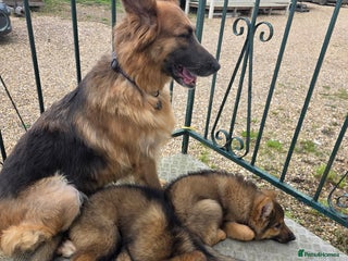 German Shepherd dogs - Advert 26