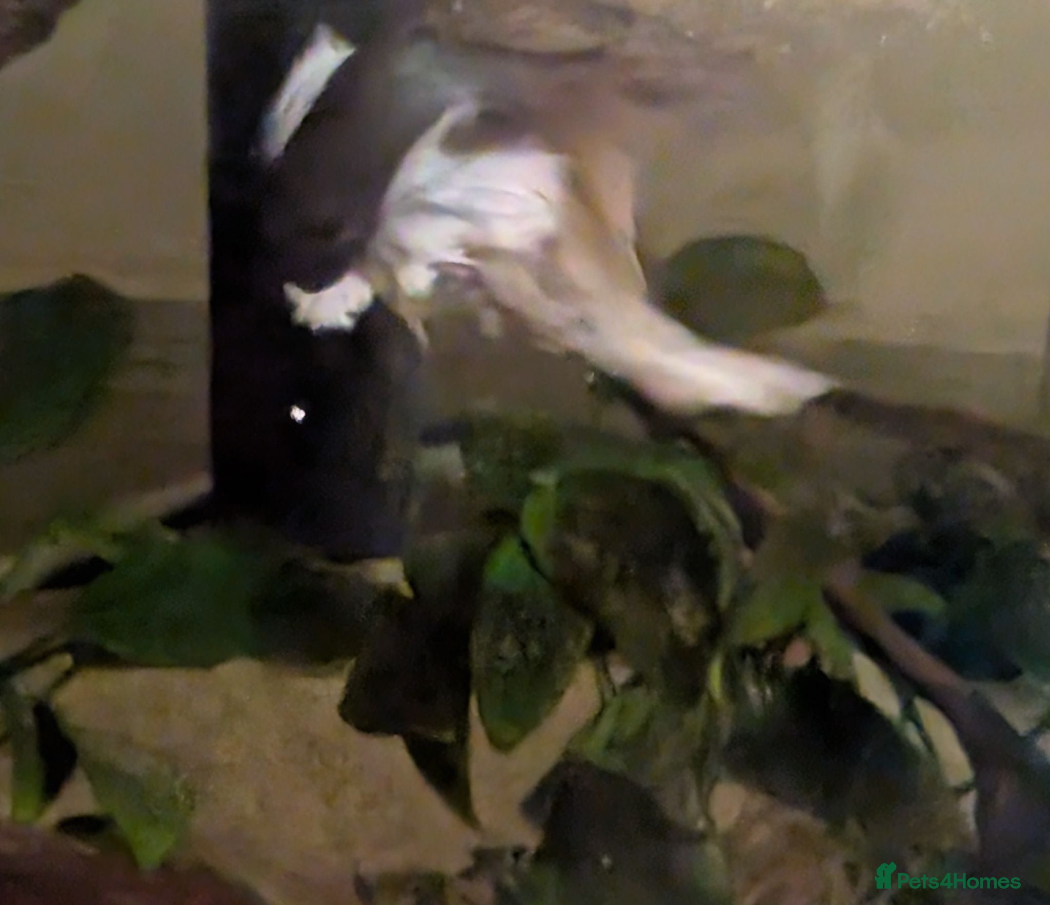 Bettas fish Two beta fish free, please read  - Advert 11